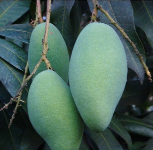 มะม่วงฟ้าลั่น