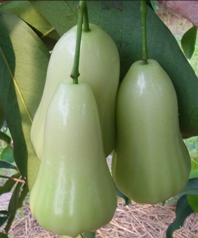 เขียวอัมพัน ชมพู่