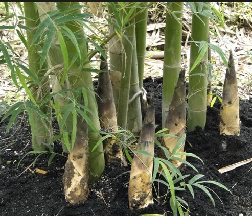 ไผ่หม่าจู