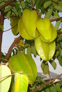 มะเฟืองหวาน