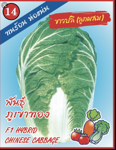 ขาวปลีลูกผสมA-TOPต้นไผ่ 10G*120