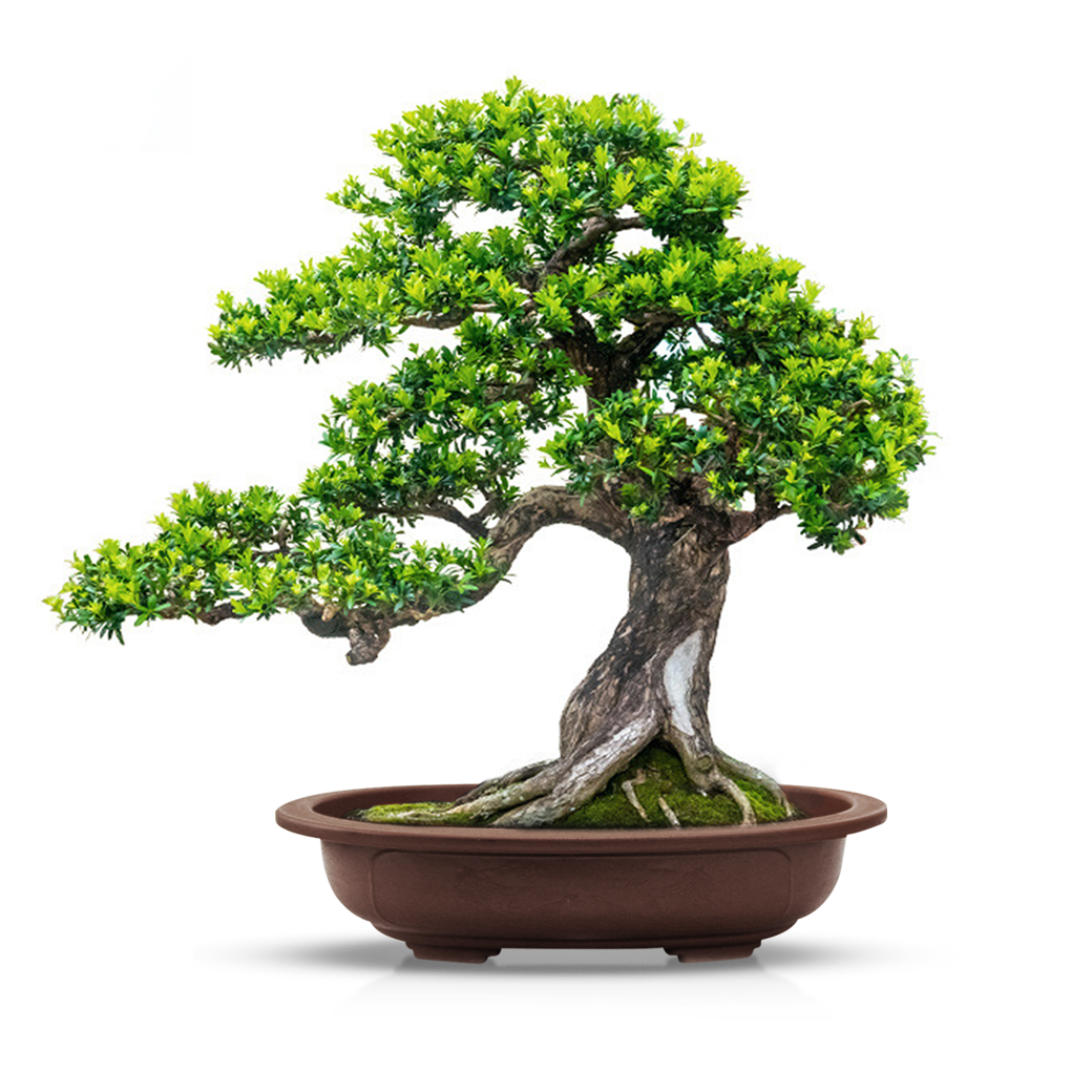  กถ.พลาสติกทรงรีน้ำตาลเข้ม31CM(PO-0310)*48