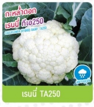 เรนนี่กะหล่ำดอกTA250