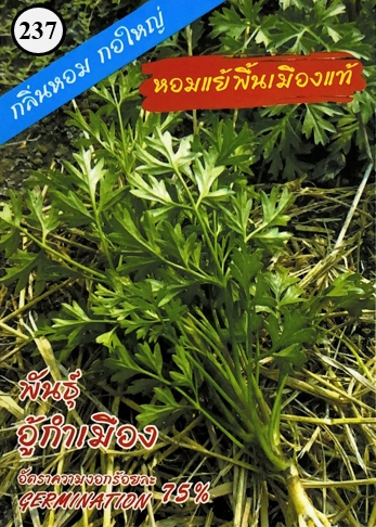 ผักชีหอมแย้พื้นเมืองแท้333