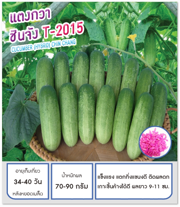 ชินจังT2015แตงกวาเพื่อนเกษตร
