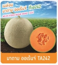 มาดามออเร้นจ์TA242เมล่อนเพื่อนเกษตร