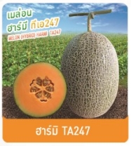 ฮาร์มิTA247เมล่อนเพื่อนเกษตร