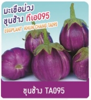 ขุนช้างTA095มะเขือม่วงเพื่อนเกษตร