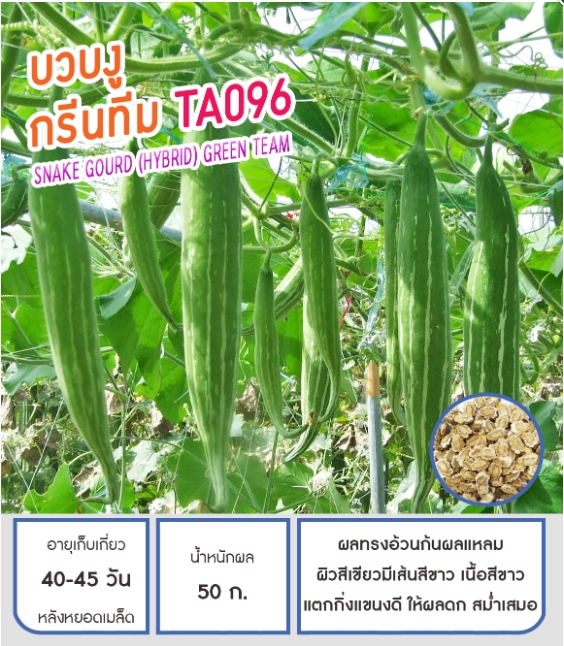 กรีนทีมTA096บวบงูเพื่อนเกษตร