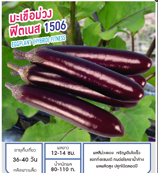 ฟิตเนส1506มะเขือม่วงเพื่อนเกษตร