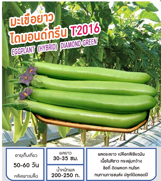 ไดมอนด์กรีนT2016มะเขือยาว