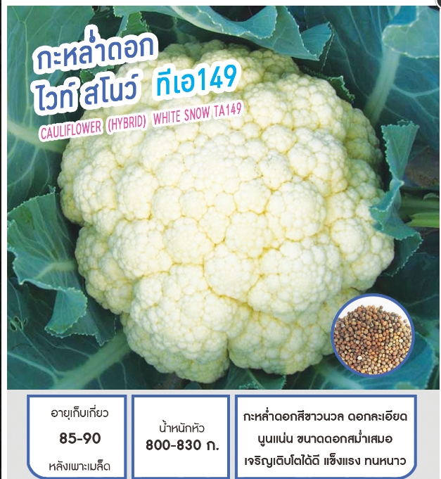 ไวท์สโนว์TA149กะหล่ำดอกเพื่อนเกษตร