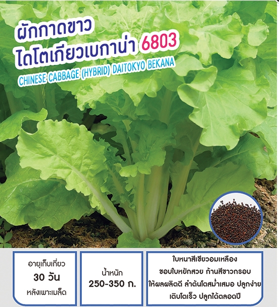 ไดโตเกียวเบกาน่า6803ผักกาดขาวเพื่อนเกษตร