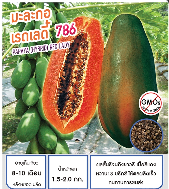 เรดเลดี้786มะละกอเพื่อนเกษตร