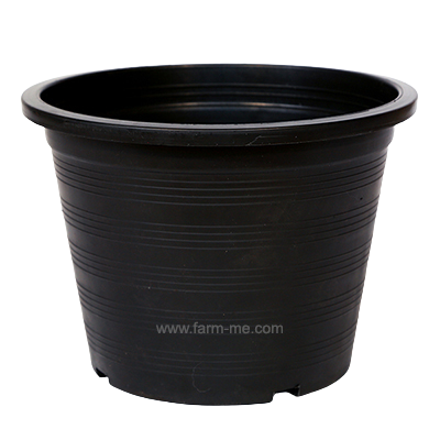 กถ.คละสี 6"