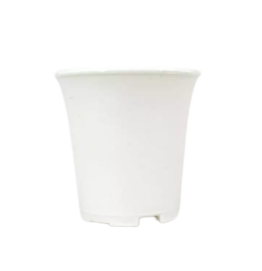 กถ.ปากแตรขาว 2"