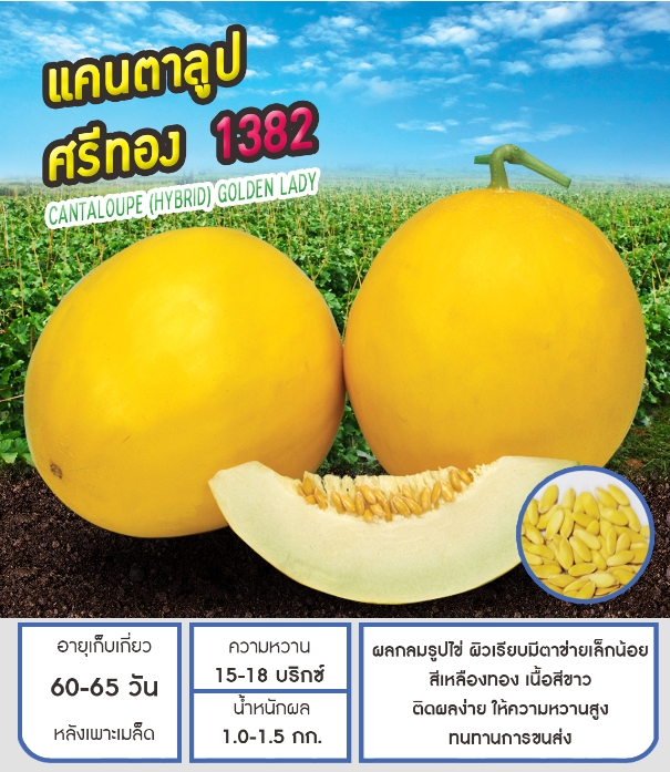ศรีทอง 1382แคนตาลูปเพื่อนเกษตร