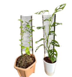 เสาไม้เลื้อยตาข่าย70CM