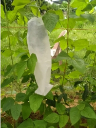 ถุงห่อมะระ6X20*50