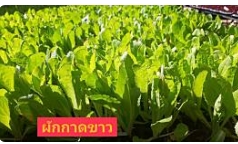 ต้นกล้าผักกาดขาว*105