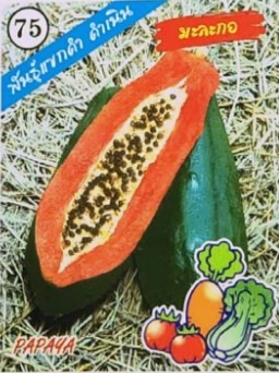 มะละกอแขกดำ ดำเนิน333