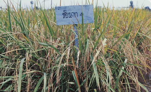 25/KGชัยนาท1เขาวง(จ้าว)