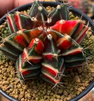 แคคตัส สี