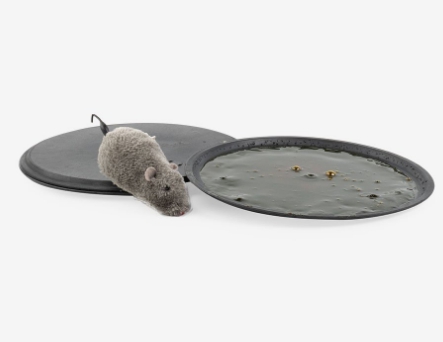 กาวดักหนูสำเร็จรูป