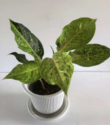 ต้นหลักทรัพย์สีทอง 8"