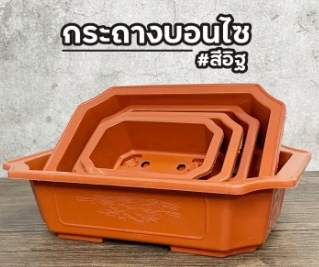 กถ.บอนไซ 6"