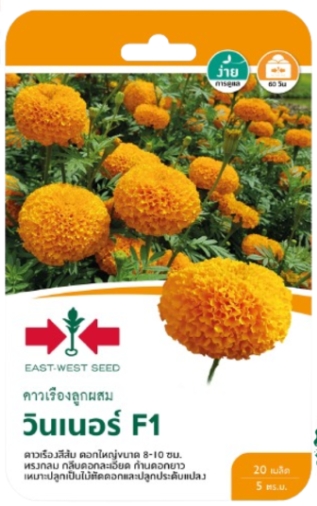 ดอกดาวเรืองวินเนอร์F1ศรแดงGG*900