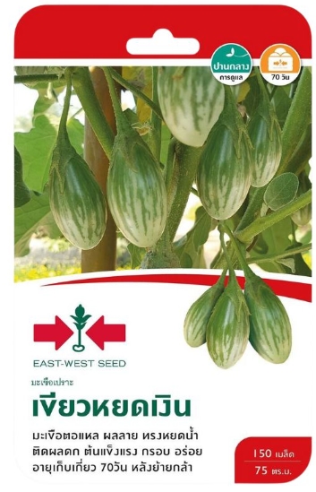 มะเขือเปราะเขียวหยดเงินOPศรแดงGG*300