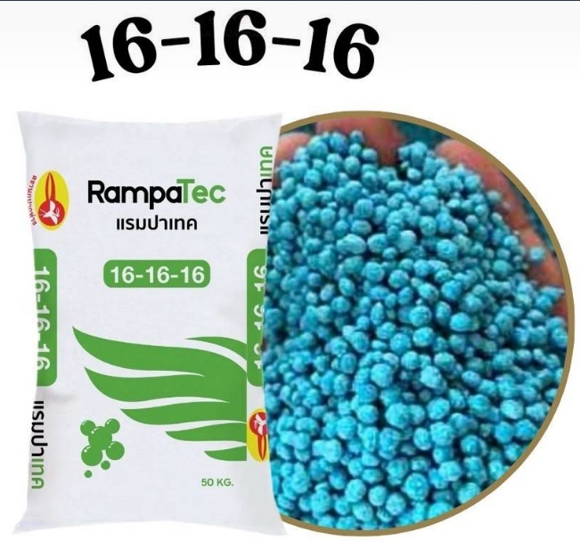 16-16-16RAMPAนกปากห่าง