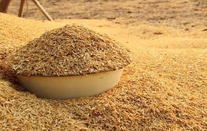 แกลบดิบ