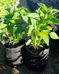 ต้นกล้าพริกจินดา(ถุง)