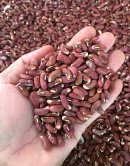 ถั่วฝักยาว500G