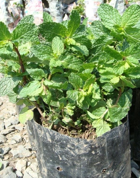 ต้นกล้าสาระแหน่(ถุง)