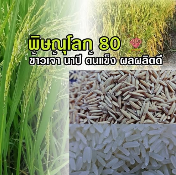 25/KGพล.80ฉลาม(เจ้า)