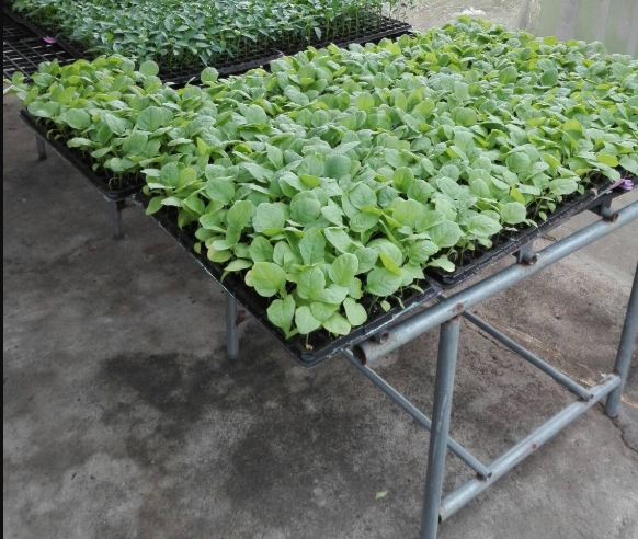 ต้นกล้าคางกบ*105