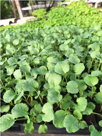 ต้นกล้าบล็อคโคลี่*105