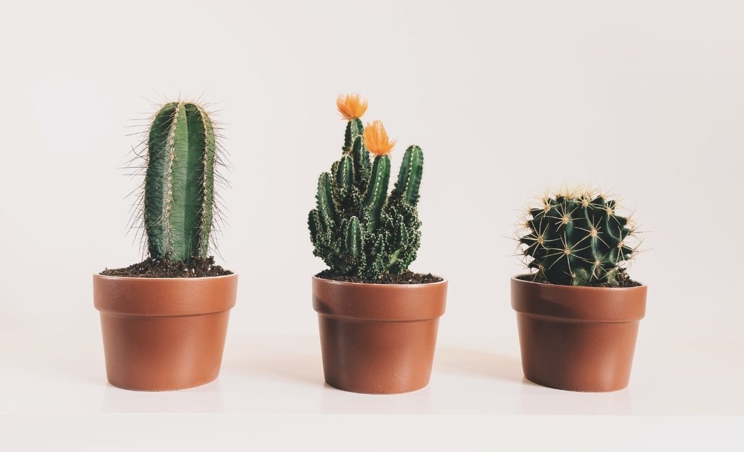 แคคตัส กถ.10B