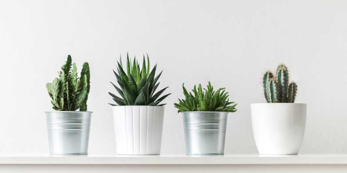 แคคตัส กถ.30B