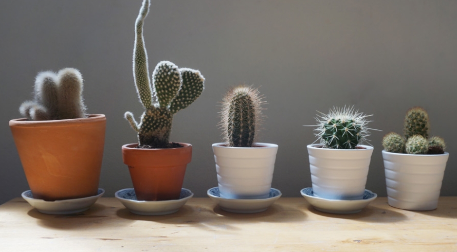 แคคตัส กถ.50B