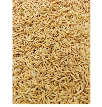 25/KGมะลิ105ชุมชน(เจ้า)