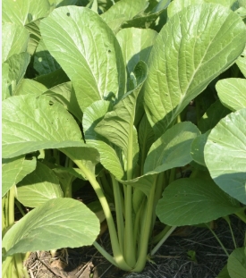 กวางตุ้งใบ100G