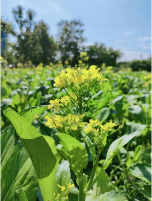 กวางตุ้งดอก100G