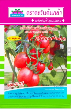 มะเขือเทศชมเพชรF1AV