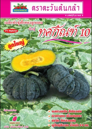ฟักทองทศกัณฑ์10F1AV