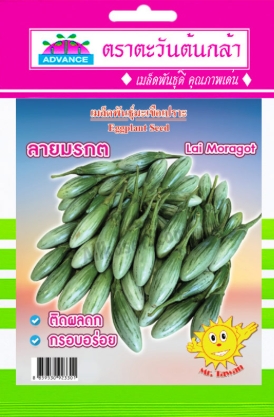 มะเขือเปราะลายมรกตAV(V78)