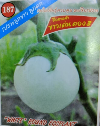 มะเขือเปราะขาวเด่น333